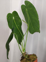 Anthurium Warocqueanum x Waterburyanum