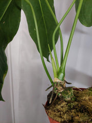 Anthurium Warocqueanum x Waterburyanum
