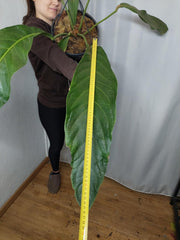 Anthurium Big Bill XXL