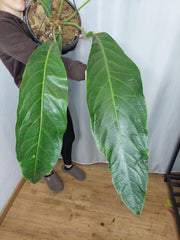Anthurium Big Bill XXL