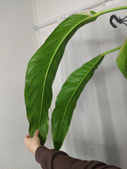 Anthurium Big Bill XXL