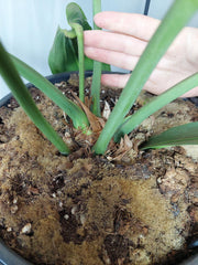 Anthurium Big Bill XXL