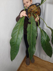 Anthurium Big Bill XXL