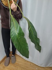 Anthurium Big Bill XXL