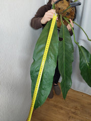 Anthurium Big Bill XXL