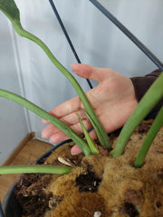 Anthurium Big Bill XXL
