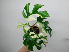 Monstera Minima / Raphidophora Tetrasperma Variegata (zum aussuchen)