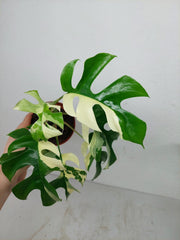 Monstera Minima / Raphidophora Tetrasperma Variegata (zum aussuchen)