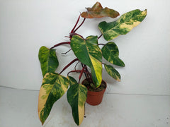 Philodendron Strawberry Shake Variegata