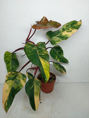 Philodendron Strawberry Shake Variegata