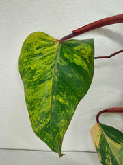 Philodendron Strawberry Shake Variegata
