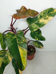 Philodendron Strawberry Shake Variegata