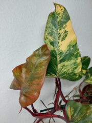 Philodendron Strawberry Shake Variegata