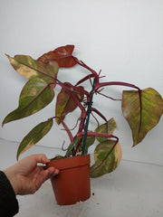 Philodendron Strawberry Shake Variegata
