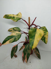Philodendron Strawberry Shake Variegata