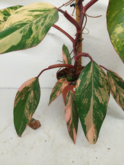 Philodendron Strawberry Shake Variegata