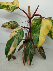 Philodendron Strawberry Shake Variegata