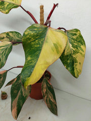 Philodendron Strawberry Shake Variegata