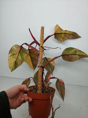 Philodendron Strawberry Shake Variegata