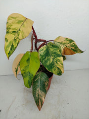 Philodendron Strawberry Shake Variegata