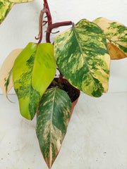 Philodendron Strawberry Shake Variegata