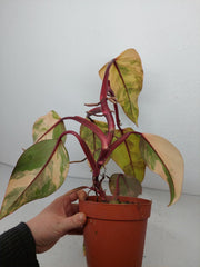Philodendron Strawberry Shake Variegata
