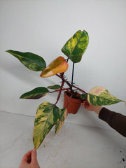 Philodendron Strawberry Shake Variegata