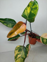 Philodendron Strawberry Shake Variegata