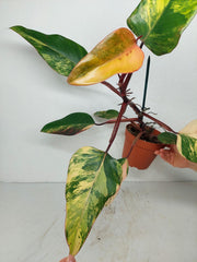 Philodendron Strawberry Shake Variegata