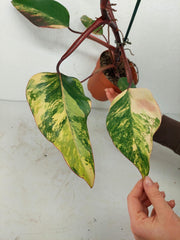 Philodendron Strawberry Shake Variegata