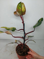 Philodendron Strawberry Shake Variegata