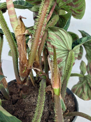 Sad Plants