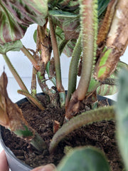 Sad Plants
