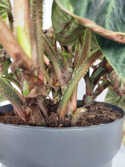 Sad Plants