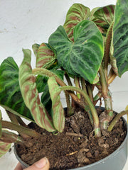 Sad Plants
