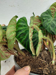 Sad Plants