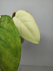 Sad Plants