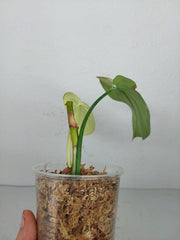 Sad Plants