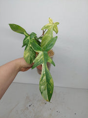 Sad Plants