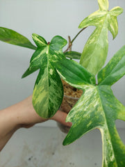 Sad Plants