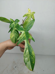 Sad Plants