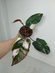 Sad Plants