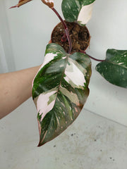 Sad Plants
