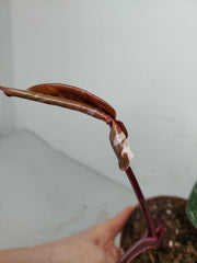 Sad Plants