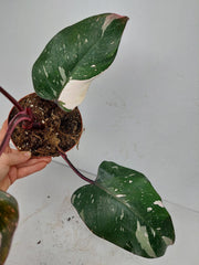 Sad Plants