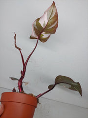 Sad Plants