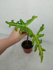 Sad Plants
