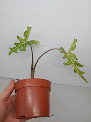 Sad Plants