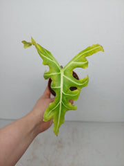 Sad Plants