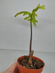 Sad Plants